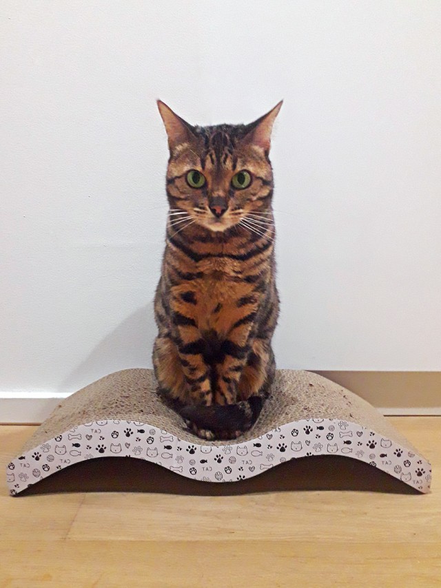 А котовторник уже пришёл?
