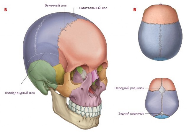 Череп древнего воина с металлической пластиной (Фото)