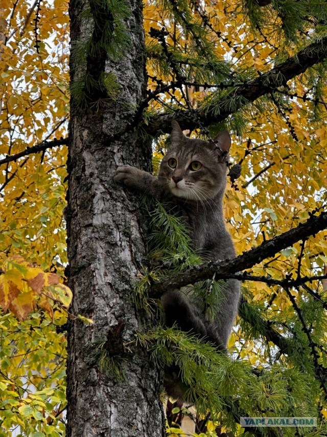 Котовторник 29.09.2026