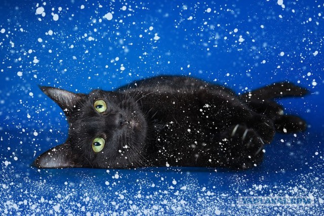 Котовторник 26.11.2013