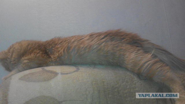 Знакомьтесь - это Персик!