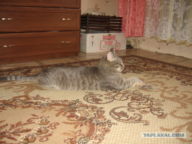 Котовторник  08.04.2014