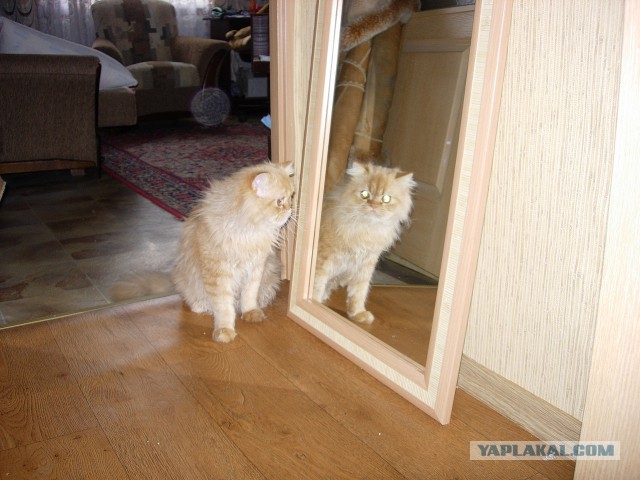 Котовторник 17.06.2014