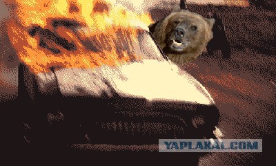 Медведи почти на все случаи жизни