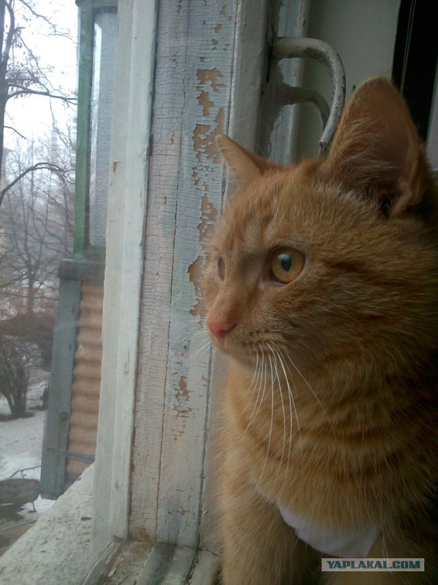 Рыжая бестия