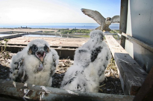 Второй день лета в картинках