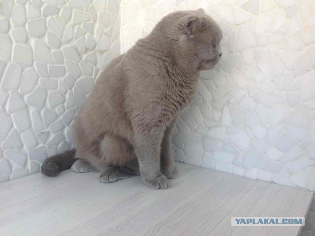 Котовторник 16.09.14