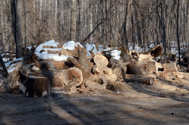 Земля Леопарда. Нашествие хищников.