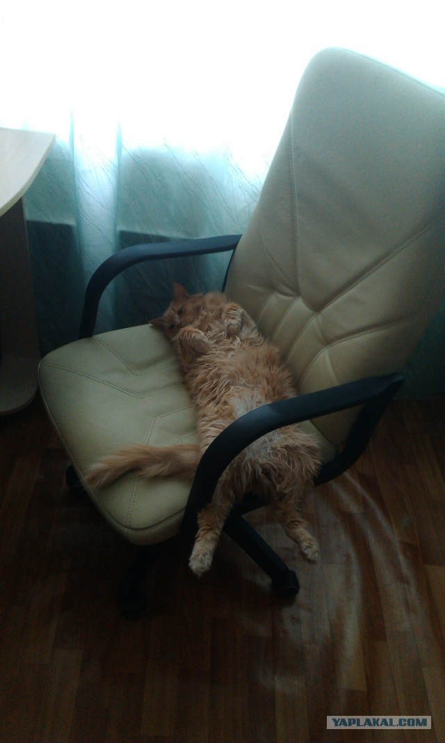 Котовторник 28.04.2015