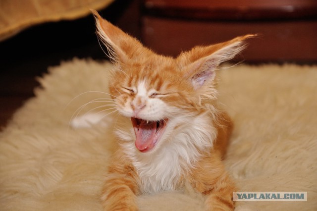 Котовторник 09.06.2015