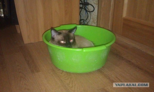 Котовторник 14.07.2015