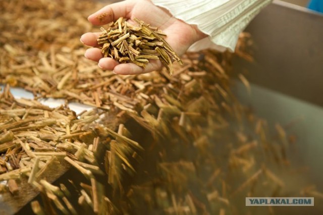 Как в Беларуси делают сигареты: репортаж