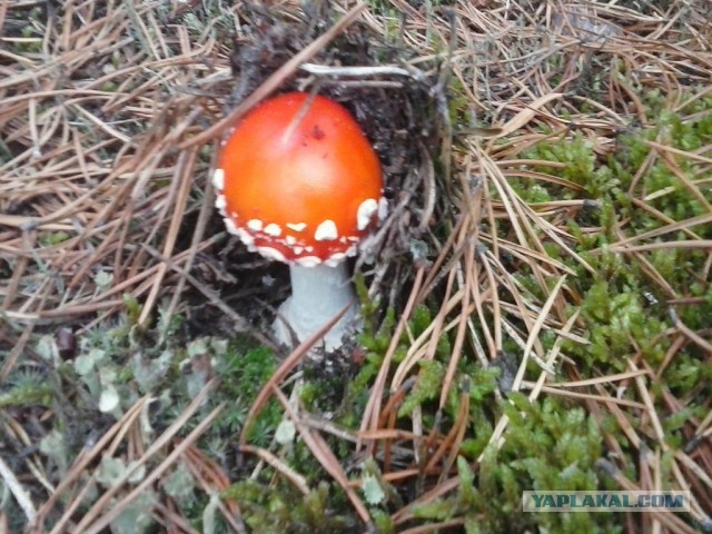 Допинг для ума: модафинил