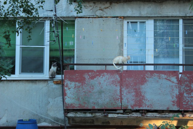 Котовторник 13.10.2015