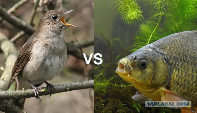 Соловьёв VS Карасёв