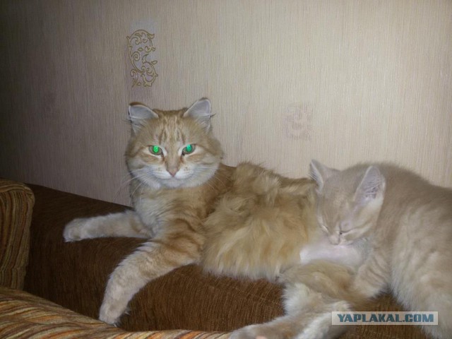 Новогодний котовторник,05.01.16.