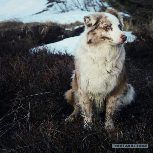 Собакочетверг