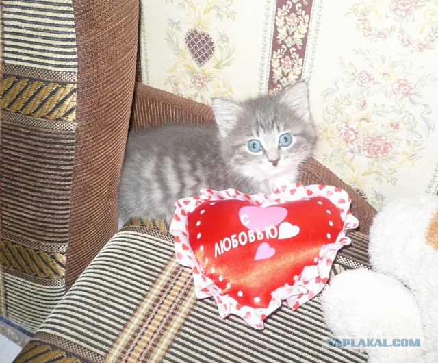 Котовторник