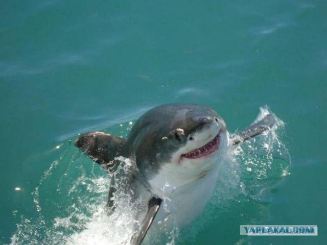 Подборка картинок 24.02.16