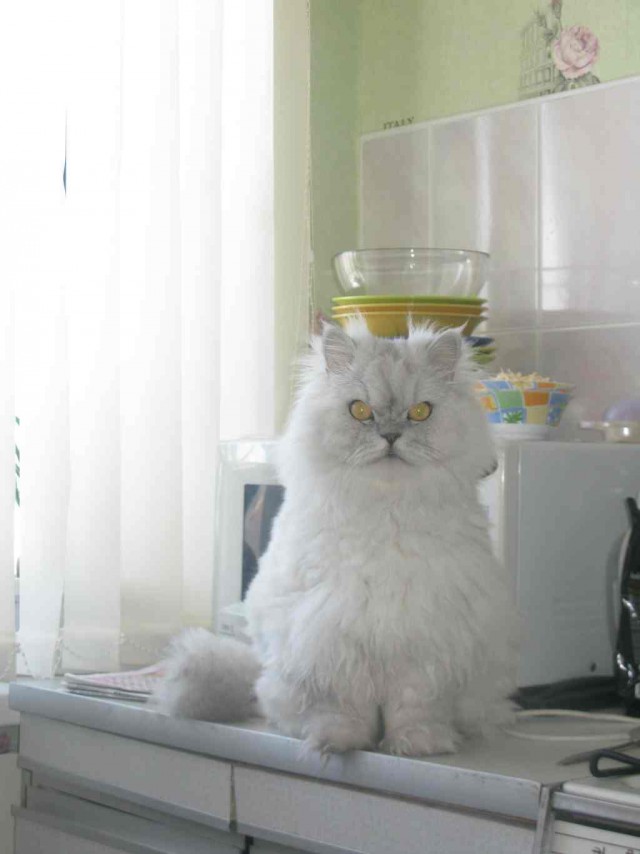 Возвращение Кота..