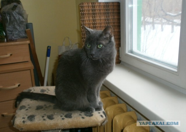 Хотел взять котенка