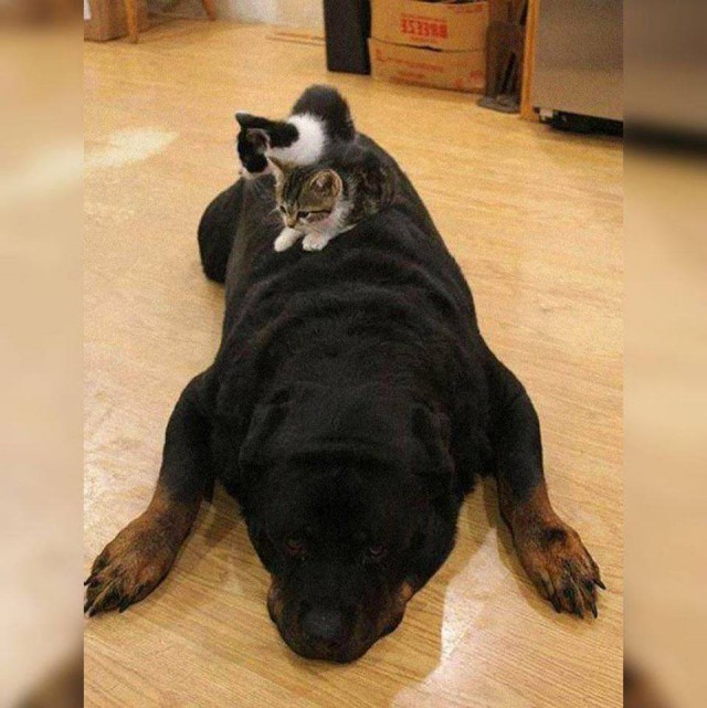 Прикольные животные