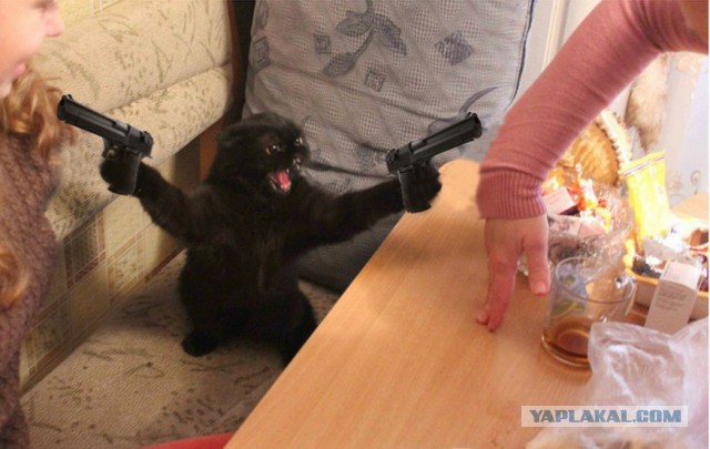 Хрюкающий кот