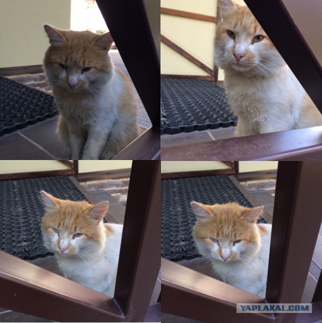 Котовторник 25.10. 2016