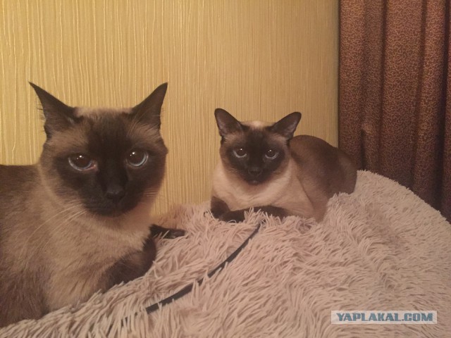 Котовторник 15.11.2016