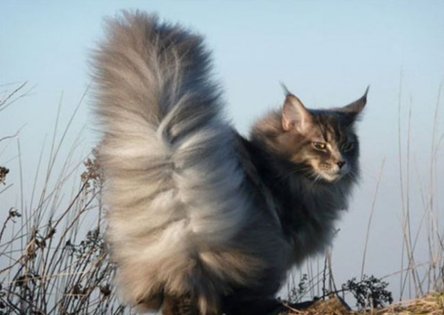 Коты из сети