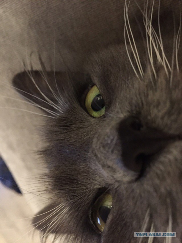 Котовторник 27.12.2016