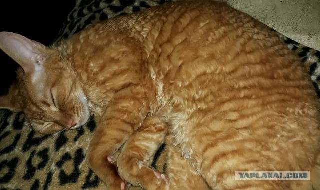 Коты и Кошки