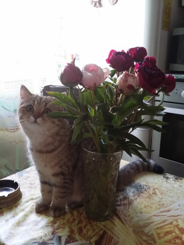 Котовторник 11.07.2017