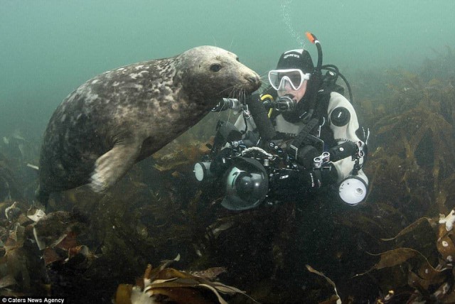 Тюлень пытался украсть у дайвера камеру, а в итоге получились эти фотографии