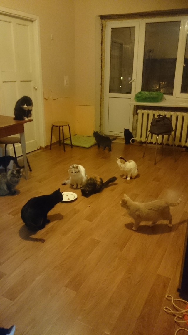 Коты и Кошки