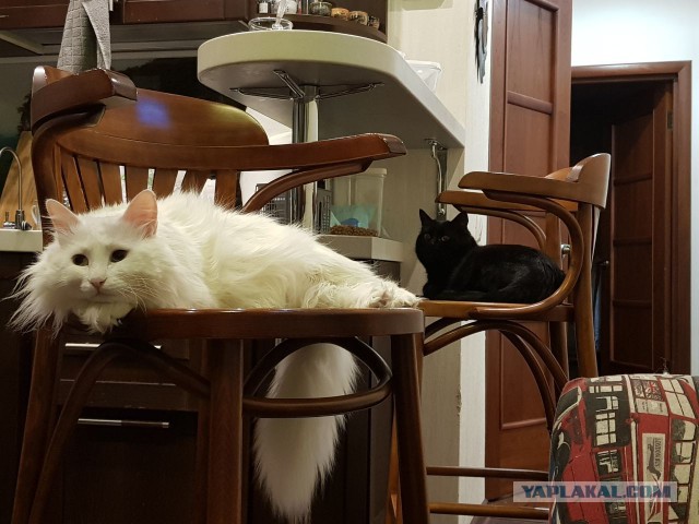 Котовторник 31.10.2017