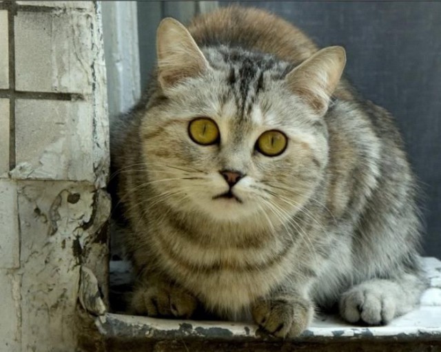 Коты и Кошки