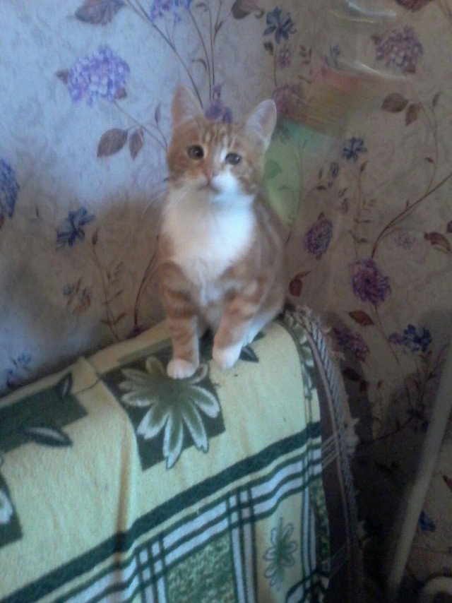 Коты и Кошки