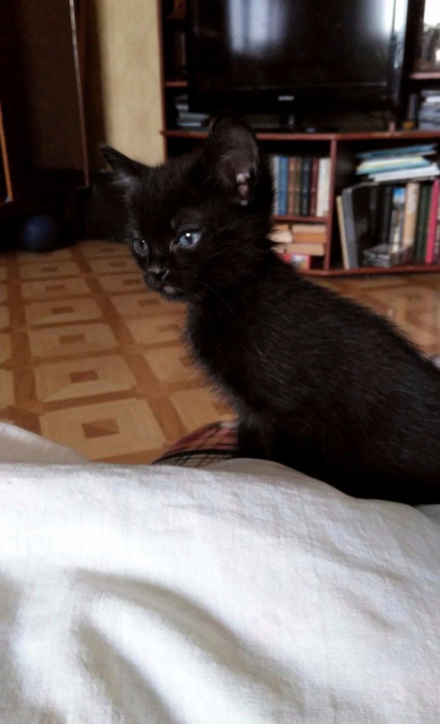 Коты и Кошки