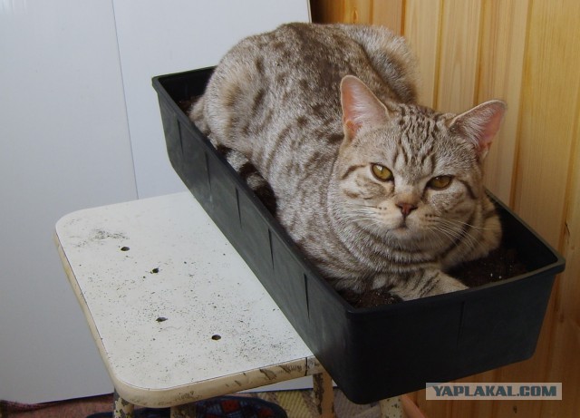 Котовторник 9.01.2018