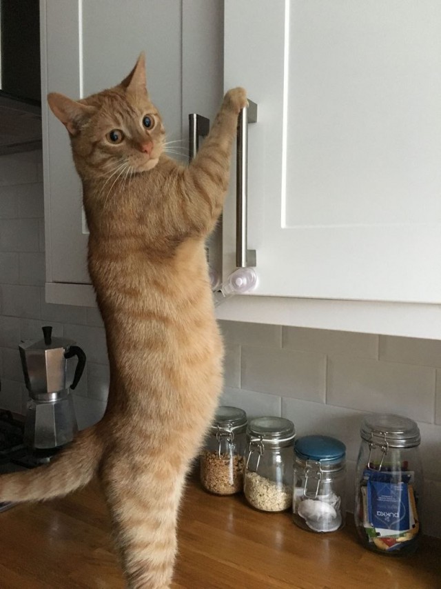 Фотобомбы котов