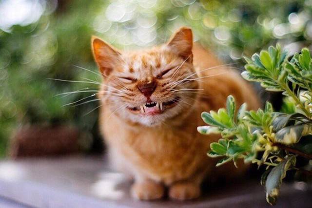 Немного милоты