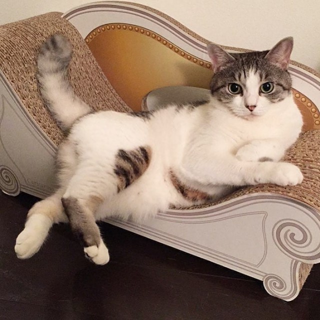 Прикольных котов пост