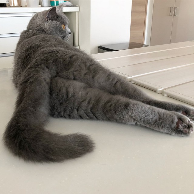 Прикольных котов пост