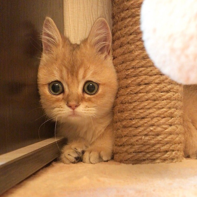 Прикольных котов пост