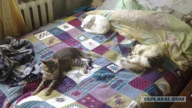 Котовторник 11.09.18.