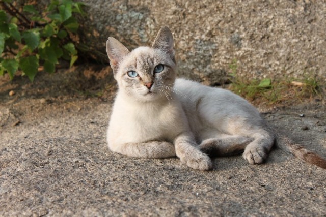 Котовторник на 24 августа