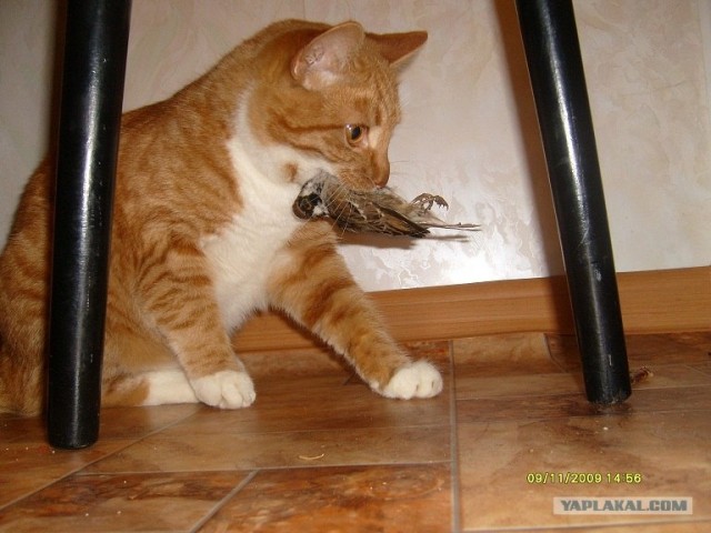 Как же можно про котовторник забыть?!