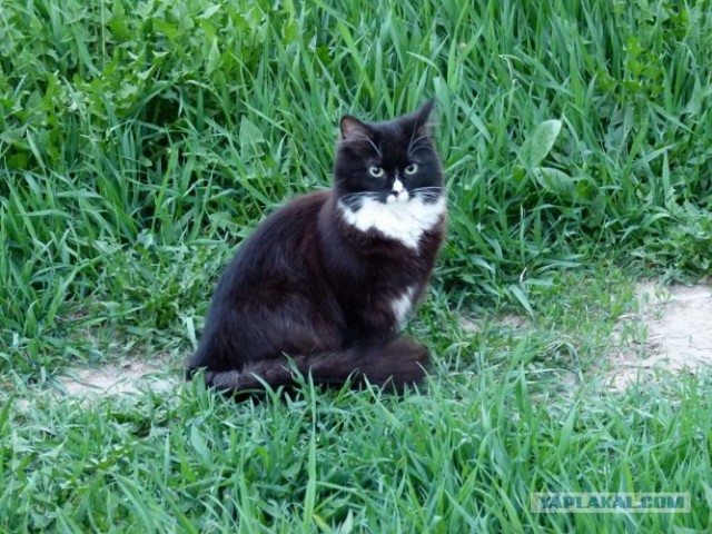 Котовторник