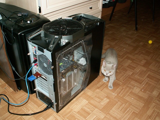Котовторник с Максом